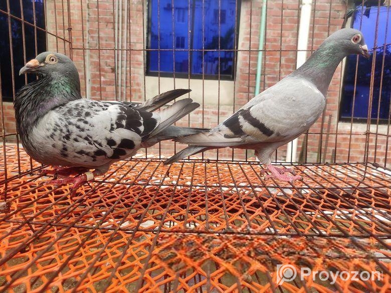 2 Pair Racer For Sell