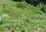 জমির বিক্রয়