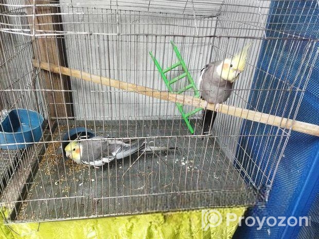 ১ জোড়া ককাটেল পাখি