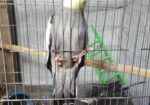 ১ জোড়া ককাটেল পাখি