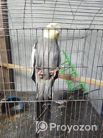 ১ জোড়া ককাটেল পাখি