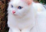 Persian Cat Blue Eyes(female)