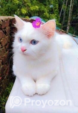 Persian Cat Blue Eyes(female)