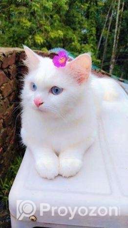 Persian Cat Blue Eyes(female)