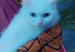 Persian Cat Blue Eyes(female)