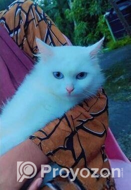 Persian Cat Blue Eyes(female)
