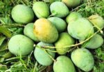 বাড়ি ফোর আম