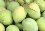 বাড়ি ফোর আম