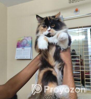 Persian Cat