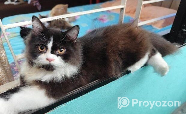 Persian Cat