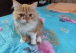 Persian Cat