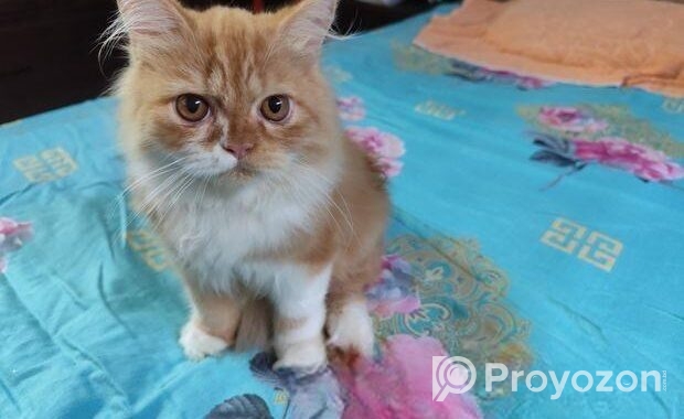 Persian Cat