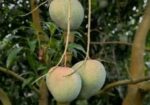 বাড়িতে বসেই পান মিষ্টি আম – দ্রুত ডেলিভারি