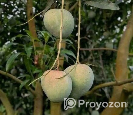 বাড়িতে বসেই পান মিষ্টি আম – দ্রুত ডেলিভারি