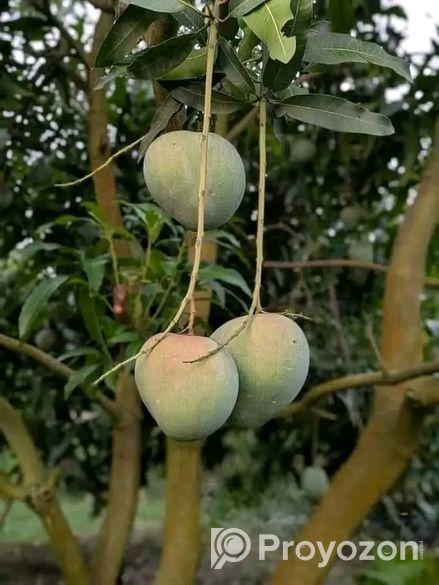 বাড়িতে বসেই পান মিষ্টি আম – দ্রুত ডেলিভারি