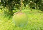 বাড়িতে বসেই পান মিষ্টি আম – দ্রুত ডেলিভারি