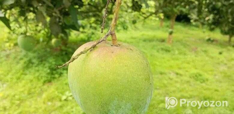 বাড়িতে বসেই পান মিষ্টি আম – দ্রুত ডেলিভারি