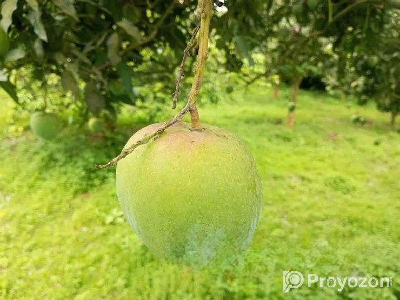 বাড়িতে বসেই পান মিষ্টি আম – দ্রুত ডেলিভারি