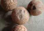 আমার নিজের গাছের পন্য