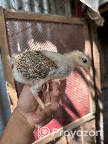 দেশি মুরগির বাচ্চা