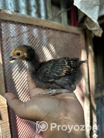 দেশি মুরগির বাচ্চা
