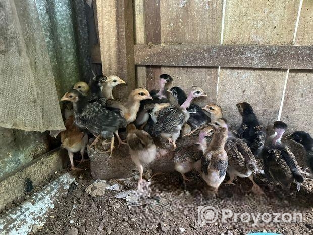 দেশি মুরগির বাচ্চা