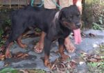 Rottweiler Male