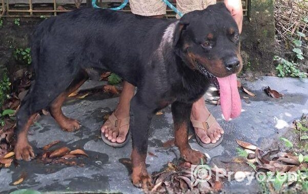 Rottweiler Male
