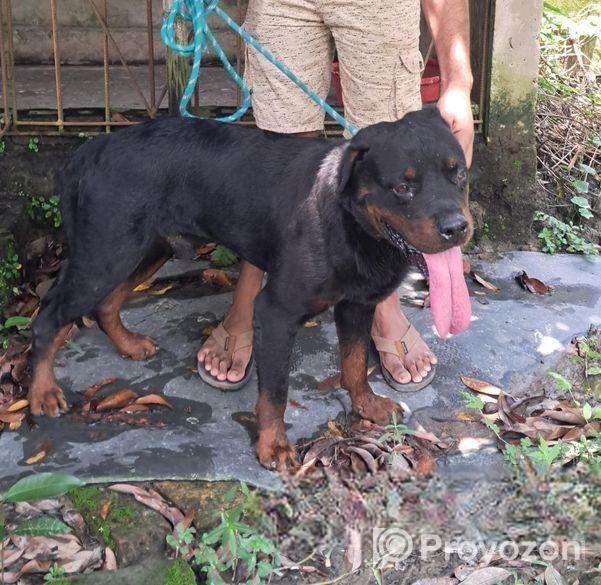 Rottweiler Male
