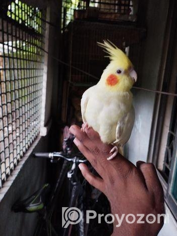 ককাটেল পাখি