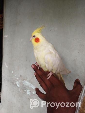 ককাটেল পাখি