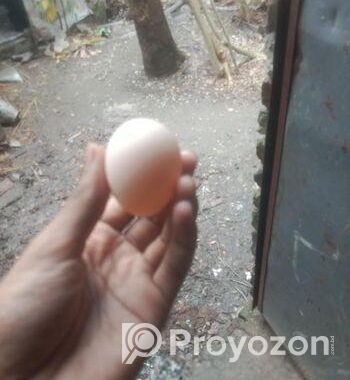 ব্রাহামা এবং বাফ ব্রামা