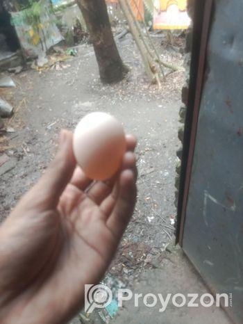 ব্রাহামা এবং বাফ ব্রামা