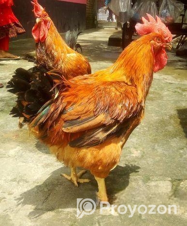 টাইগার মোরগ