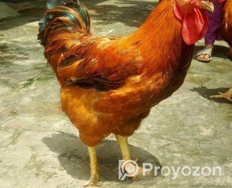 টাইগার মোরগ