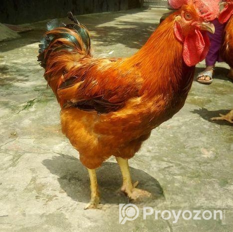 টাইগার মোরগ