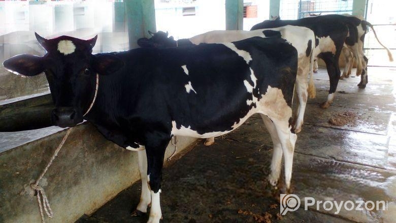 ৩০ নং উন্নত জাতের ৪টি বকনা বিক্রয় হবে