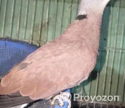 Dove & Pegion Sell .