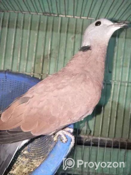 Dove & Pegion Sell .