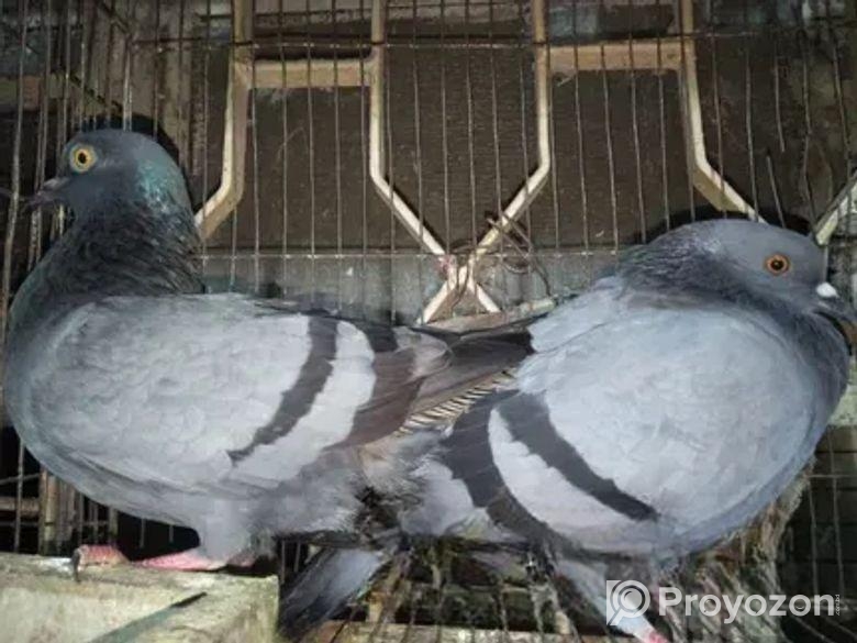 Dove & Pegion Sell .