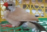 Longtail Finch Male (isabelle)