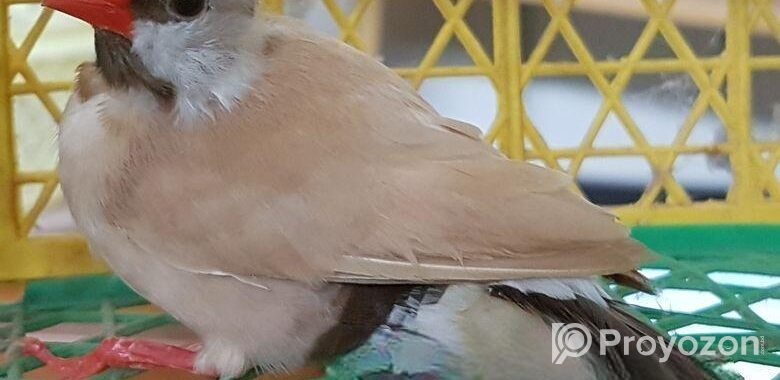 Longtail Finch Male (isabelle)