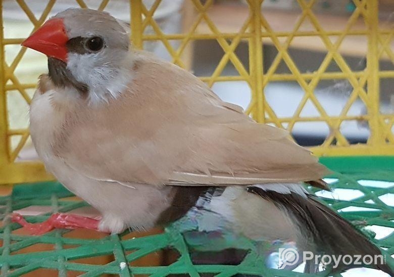 Longtail Finch Male (isabelle)