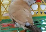 Longtail Finch Male (isabelle)