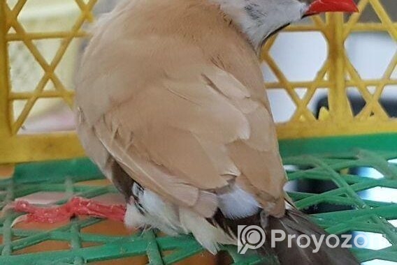 Longtail Finch Male (isabelle)