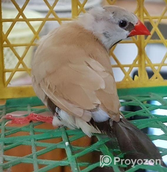 Longtail Finch Male (isabelle)