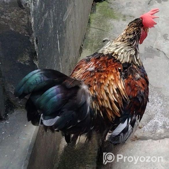 লাইজ্জা মোরগ