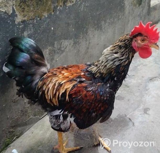 লাইজ্জা মোরগ