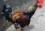 লাইজ্জা মোরগ