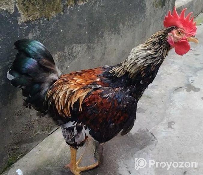 লাইজ্জা মোরগ